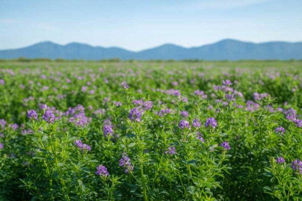 بذر یونجه گرمسیری