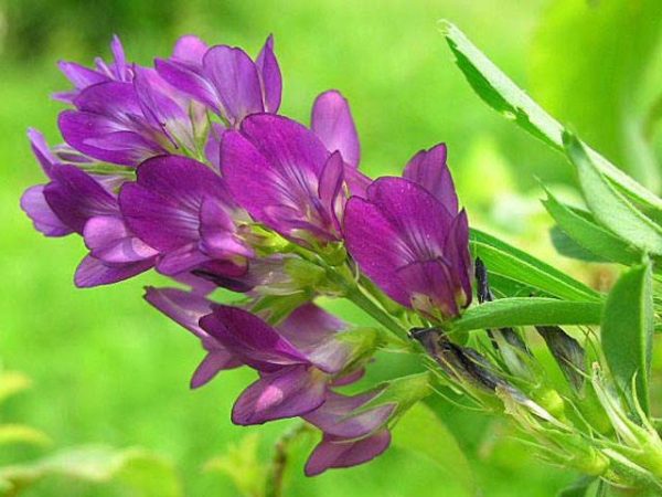 زمان کاشت بذر یونجه گرمسیری
