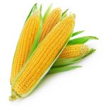 sweet-corn بذر ذرخت هیبرید شیرین