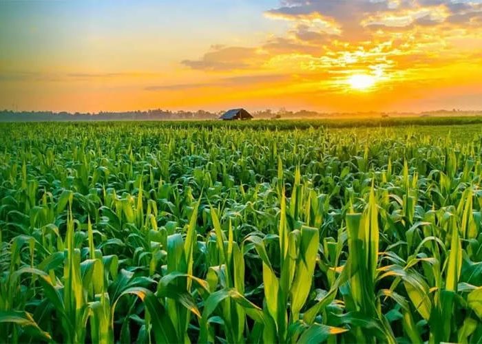 بذر هیبریدی چیست