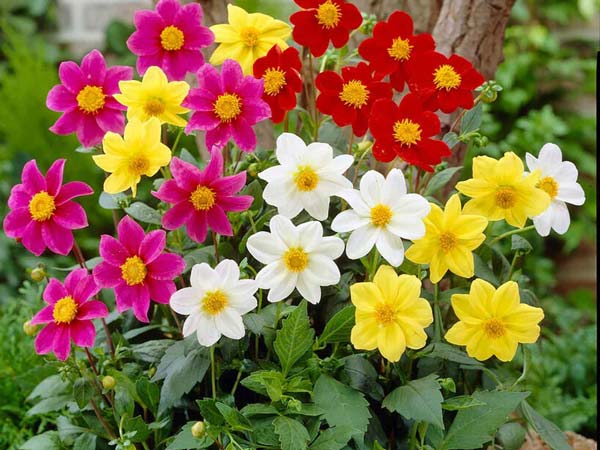 روش کاشت بذر گل کوکب میکس