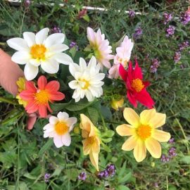 open-centered-dahlias-grown-from-seed-dahlias-ar فروش بذر گل کوکب میکس عمده