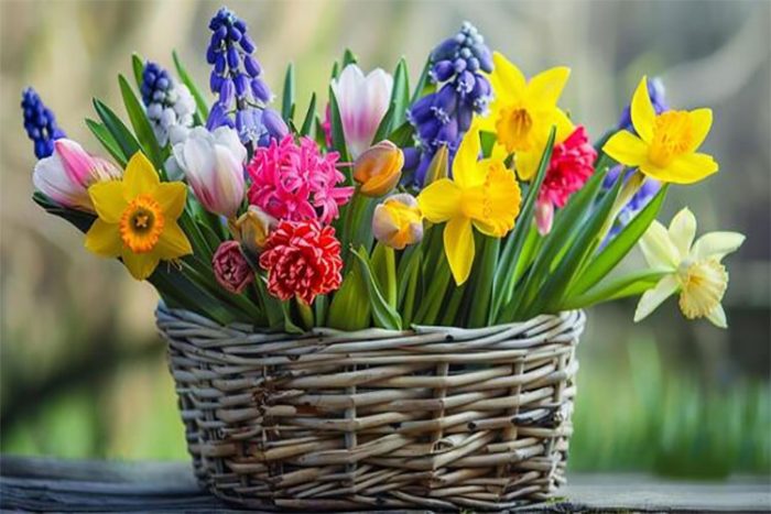 انواع گل‌ های بهاری